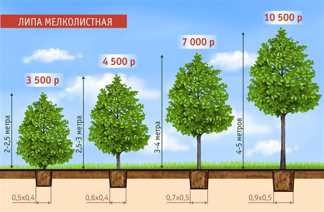 Размеры дерева и ежегодный прирост