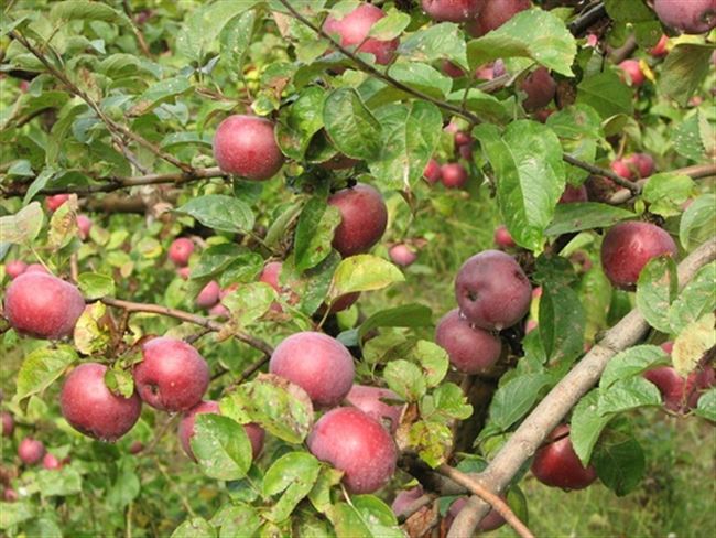 Посадка поздних яблонь в саду