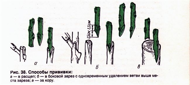 Размножение методом черенкования и укоренение в картофеле