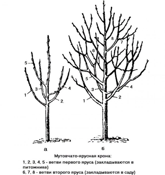 Обрезка и формирование кроны