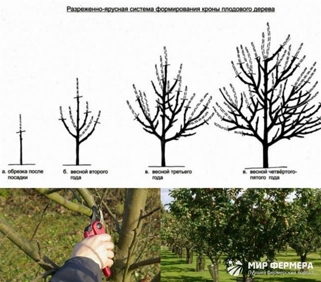 Обрезка и формирование кроны