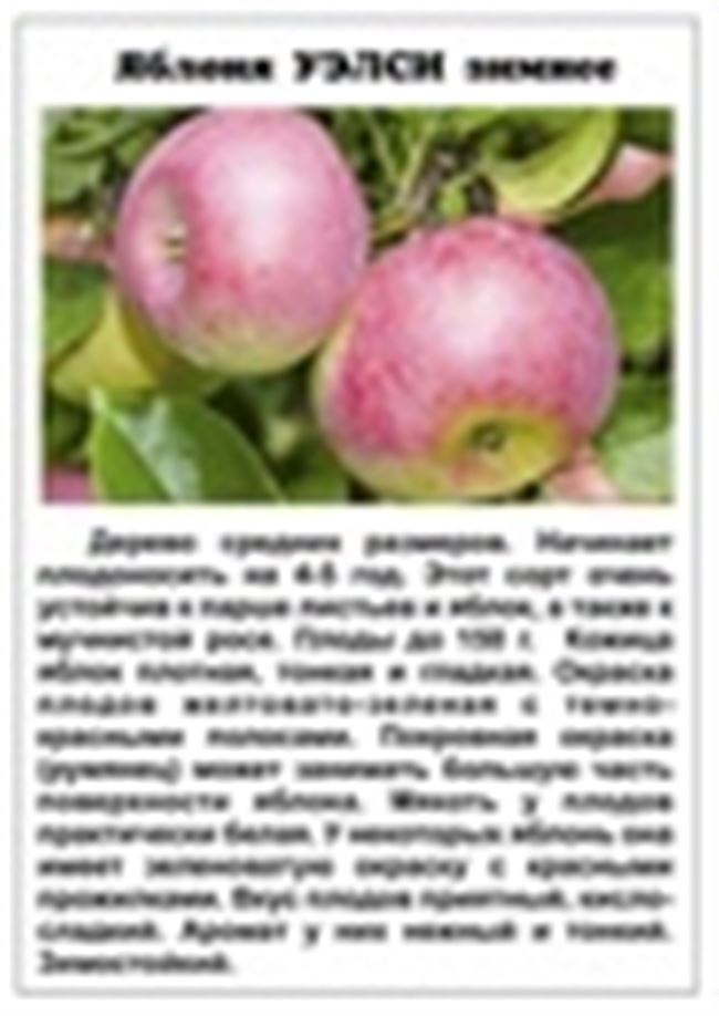 Характеристики и описание сорта яблонь Теллиссааре, сроки плодоношения и устойчивость к заболеваниям