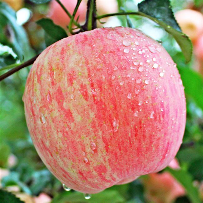 Характеристика сорта яблони Фуджи – описание дерева, урожайность, фото, отзывы