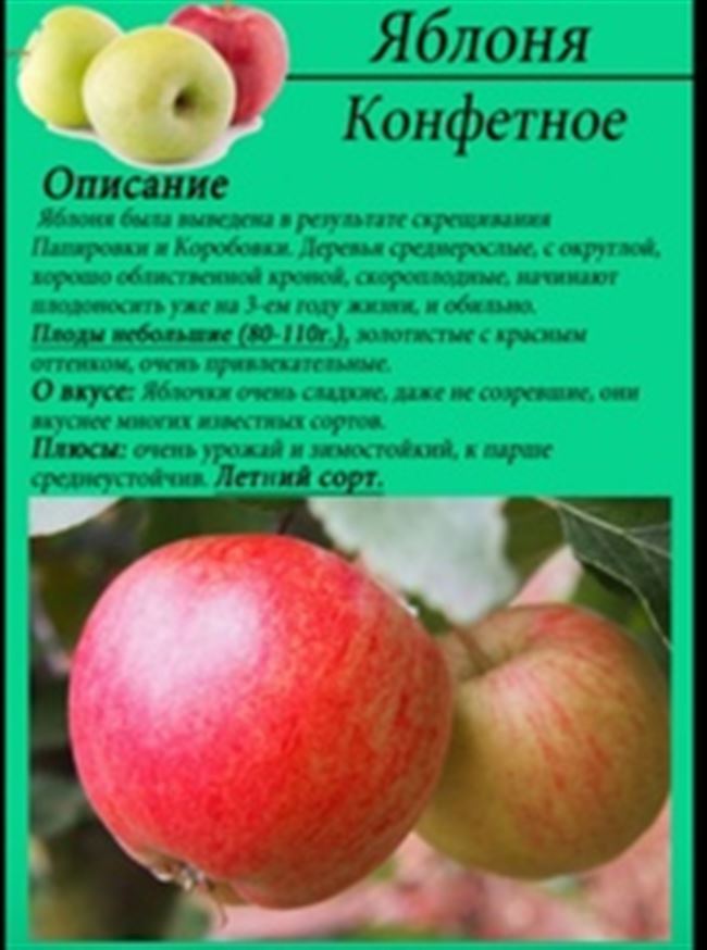 Описание яблони, основные характеристики, существующие разновидности