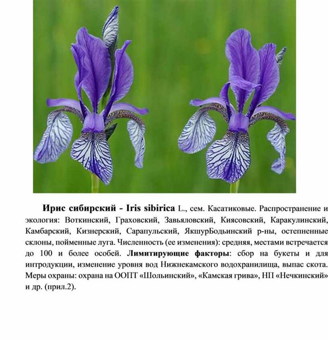 Описание и особенности растения сибирского ириса
