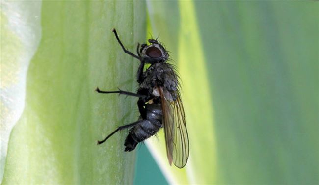 Ирисовая муха или цветочница