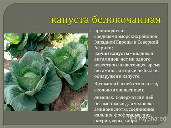 Ботаническое описание растения