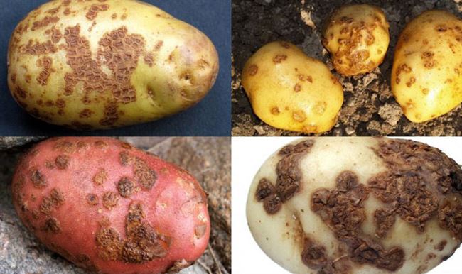 1. Сорта картофеля, устойчивые к заболеваниям