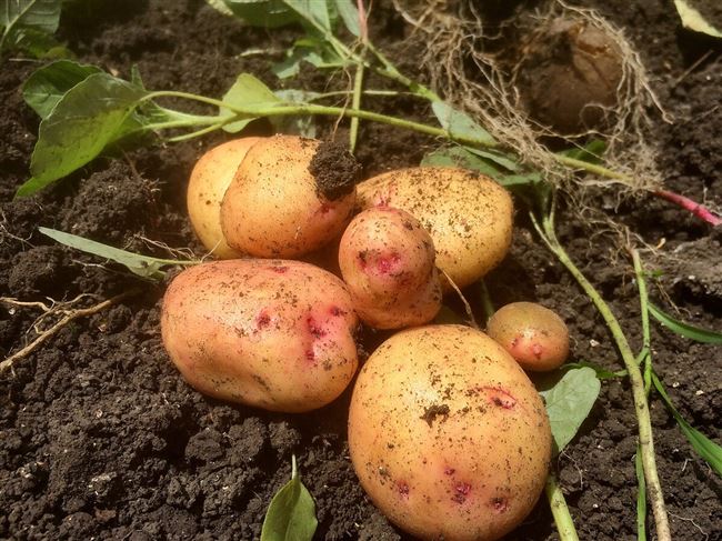 Уход и особенности выращивания сорта картофеля Накра