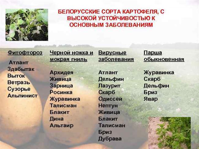 Описание и характеристика сортов картофеля Белоруссии