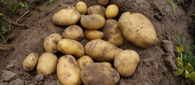 Описание картофеля Барин