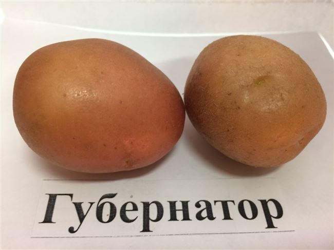 Какие сорта картофеля подходят для Урала