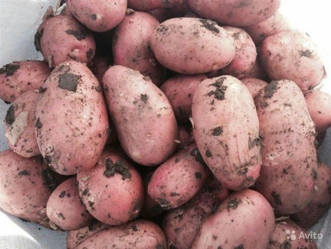 Посадка и выращивание картофеля 