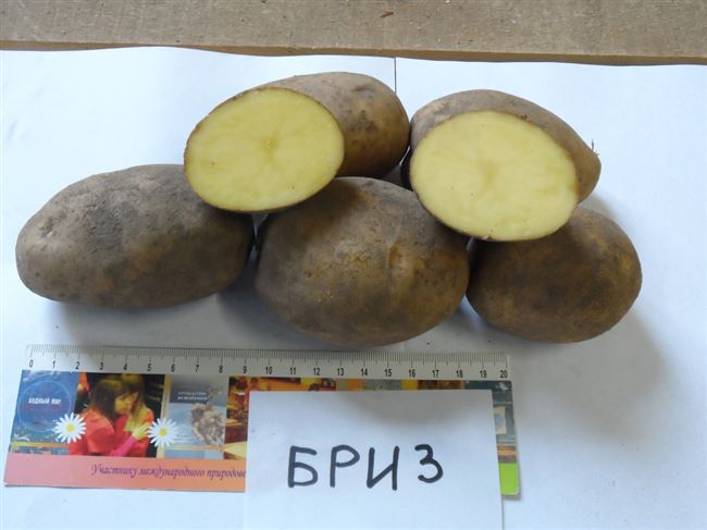 Размножение картофеля Бриз