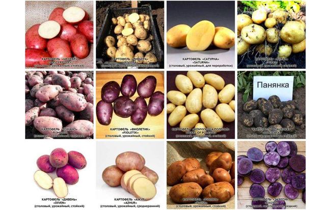 Все сорта картофеля, допущенные к использованию в РФ
