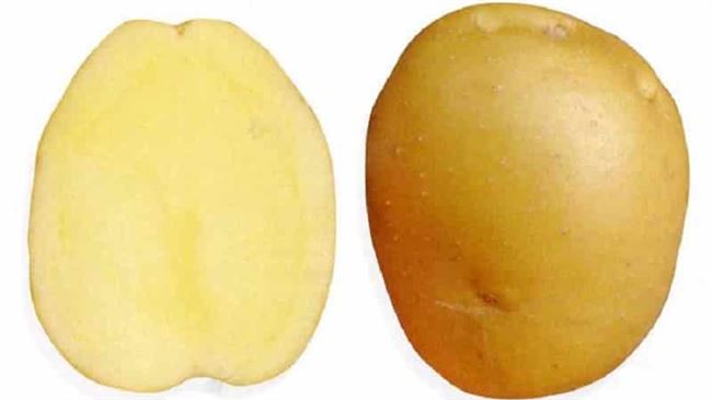 Характеристика сорта картофеля Брянский деликатес