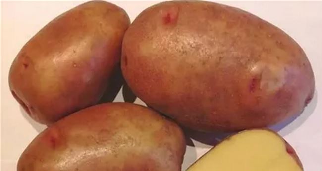 Посадка сорта картофеля Брянский деликатес