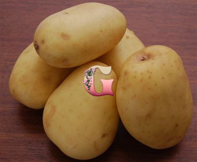 Отзывы о картофеле сорта Великан