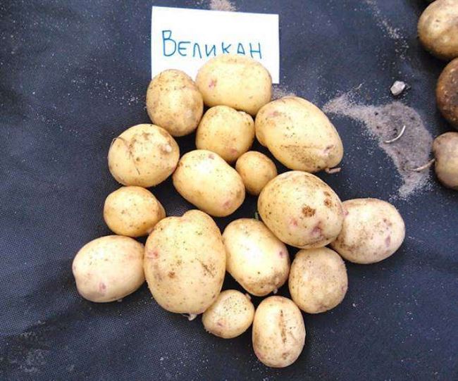 Характеристика сорта картофеля Великан