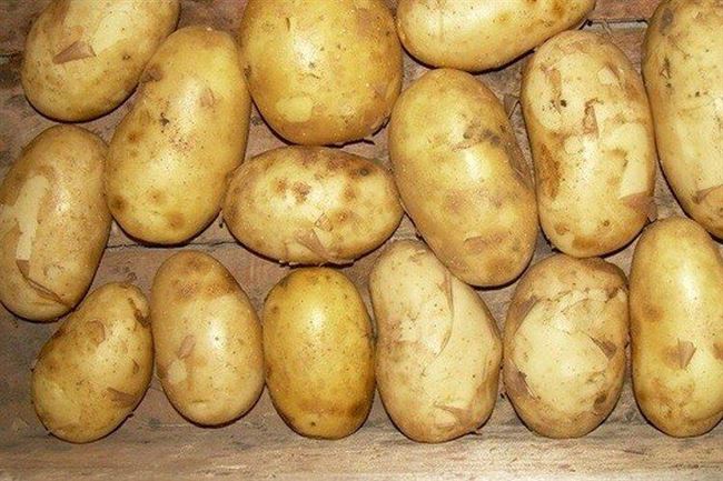 Описание сорта картофеля Весна