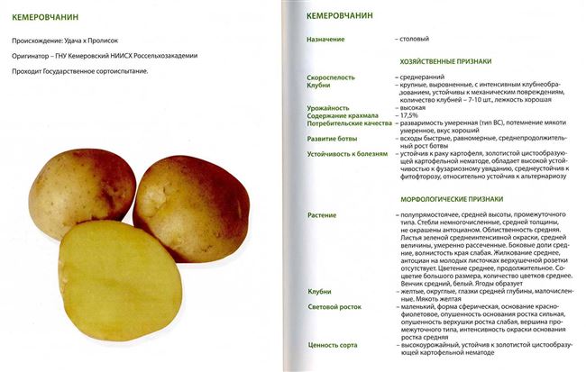 Описание и характеристика сорта картофеля в Белоруссии