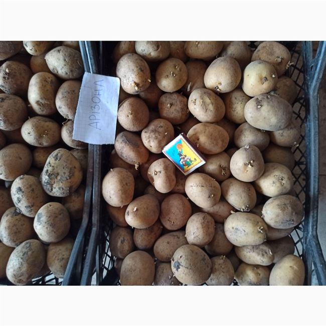 1 отзыв на Семенной картофель Воларе, Голландия