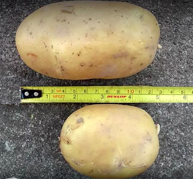 Описание картофеля, вкусовые качества