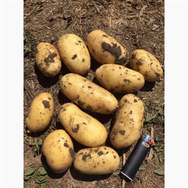 Посадка и выращивание сорта картофеля 
