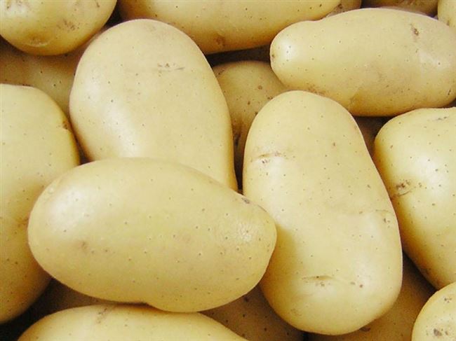 Характеристика сорта картофеля Гранада