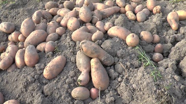 Особенности ухода и посадки картофеля Императрица