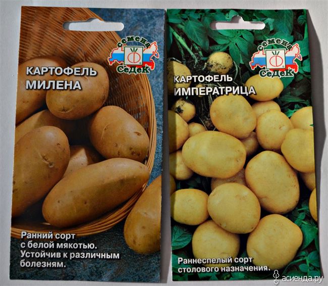 Характеристика картофеля Императрица