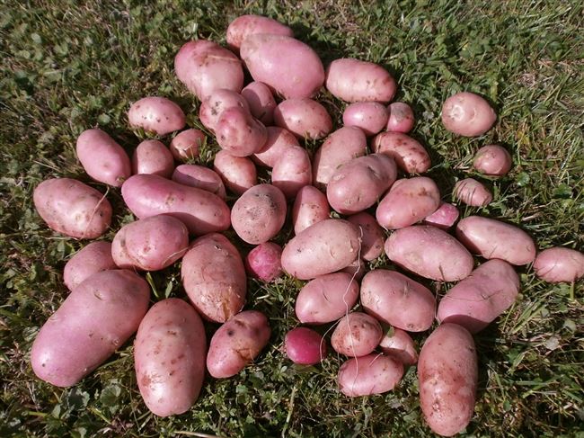 Описание сорта картофеля Донецкий
