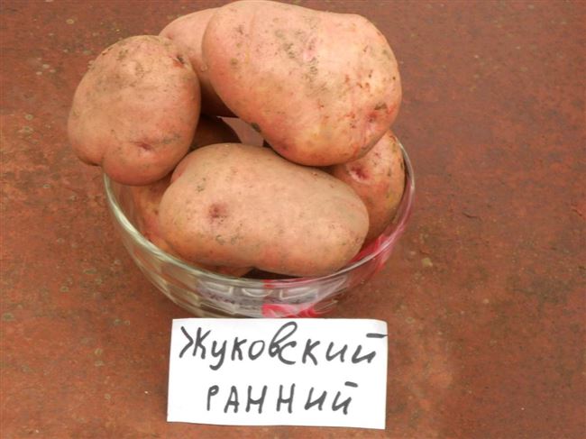 Отзывы о раннем картофеле Жуковский