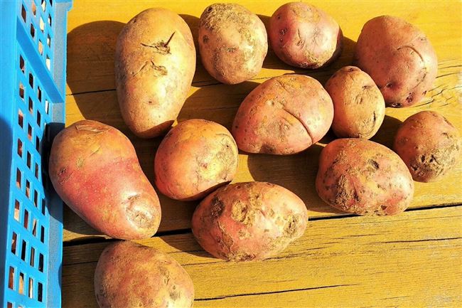 Правильная посадка картофеля в Ленинградской области