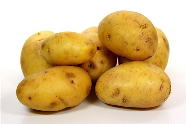 Общая характеристика сорта картофеля Зекура