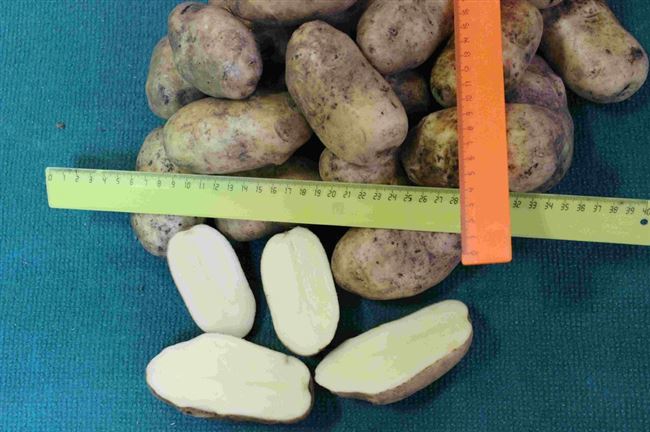 Характеристика сорта картофеля Инноватор