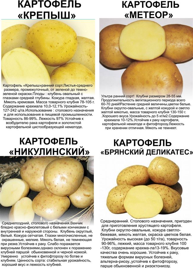 Ультраранний и ранний картофель – сорта с фото и описанием, отзывы