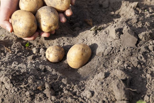 Плюсы и минусы сорта картофеля Каратоп