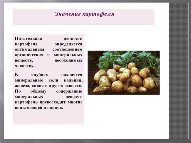 История картофелеводства в России