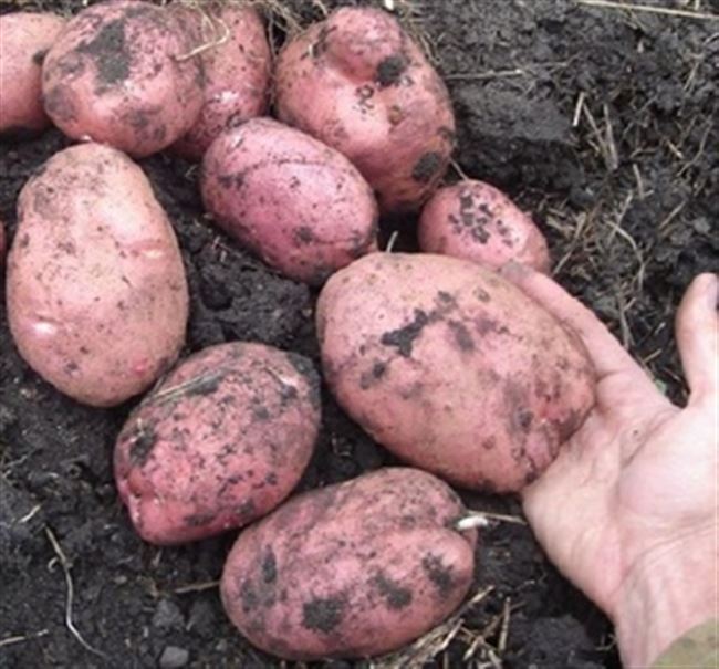 Характеристика картофеля Кузнечанка
