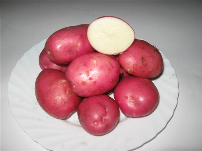 Описание сорта картофеля Кумач