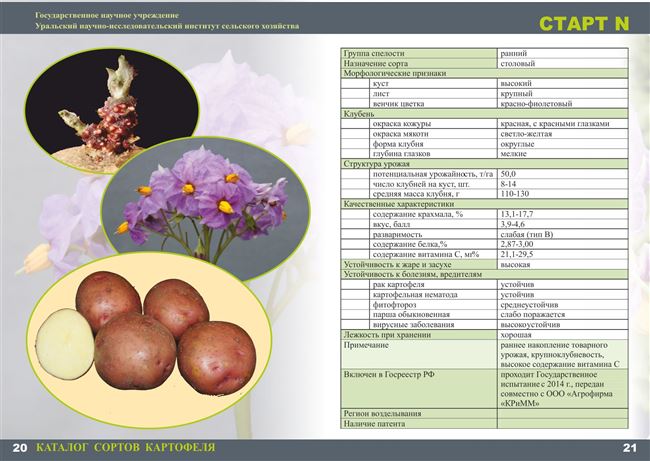 Классификация сортов картофеля