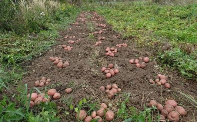 Посадка и выращивание картофеля сорта Фантазия