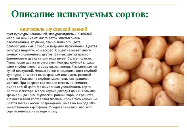 Описание и характеристика сортов картофеля из Беларуси