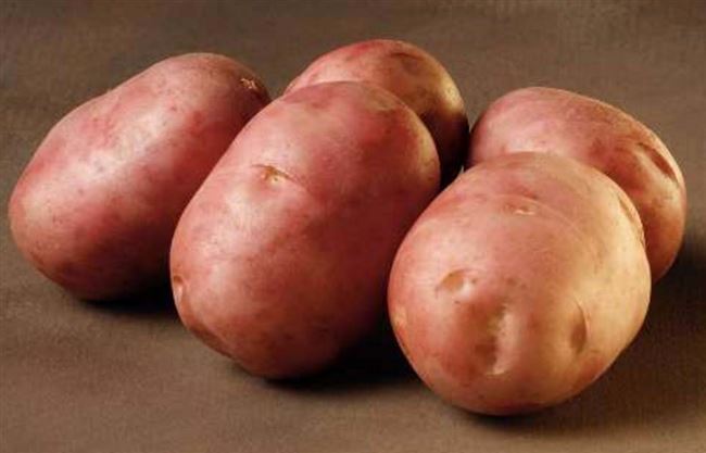 Описание сорта картофеля Леди Розетта