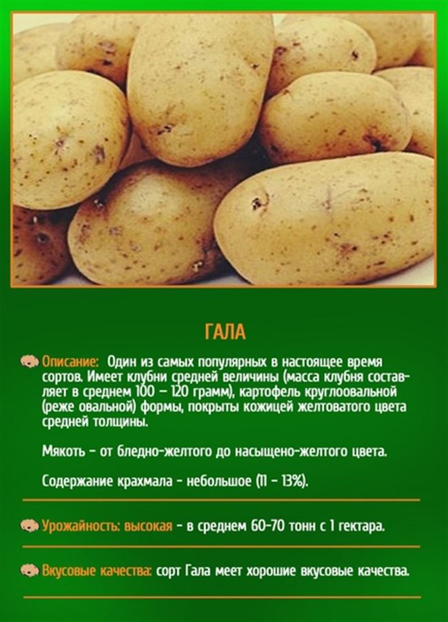 Лига сорт картофеля характеристика