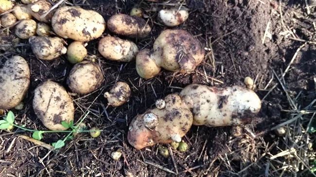 Как сберечь силы при выращивании картофеля