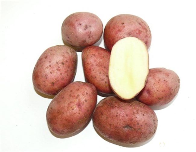 Описание картофеля Любава