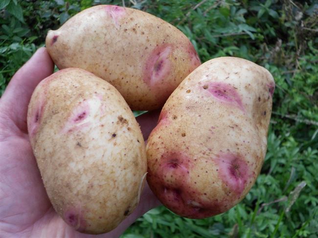 Посадка и уход за картофелем 