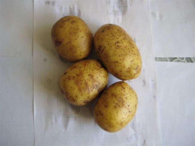 Описание сорта картофеля Маделина